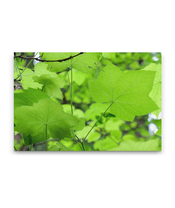 Thimbleberry, Ah-Pah Interpretive Trail, Prairie Creek Redwoods State Park, California, USA