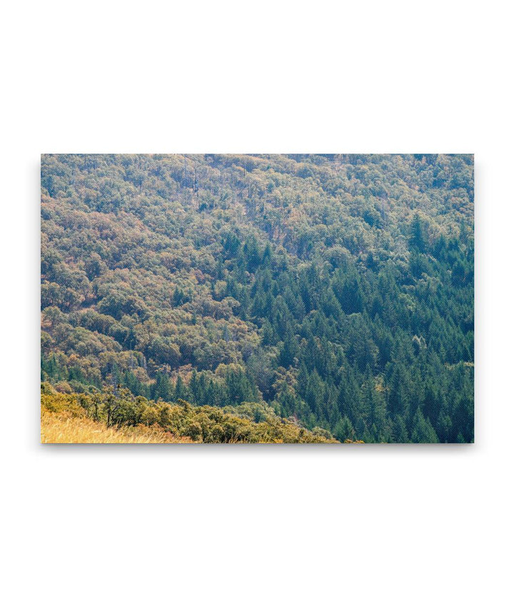 Oregon White Oak Woodland and Coastal Redwood Forest, Redwood National Park, California