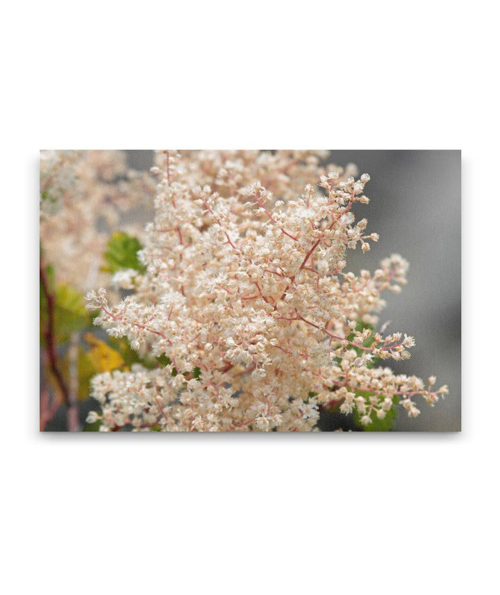 Oceanspray, Klamath River Overlook, Redwood National Park, California