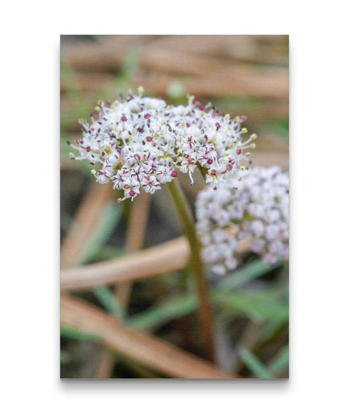 Indian Biscuitroot, Lake Roosevelt, Washington, USA