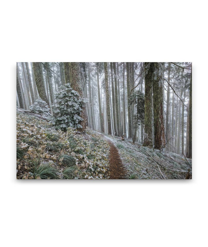 Early Winter Snow, Carpenter Mountain Trail, HJ Andrews Forest, Oregon, USA