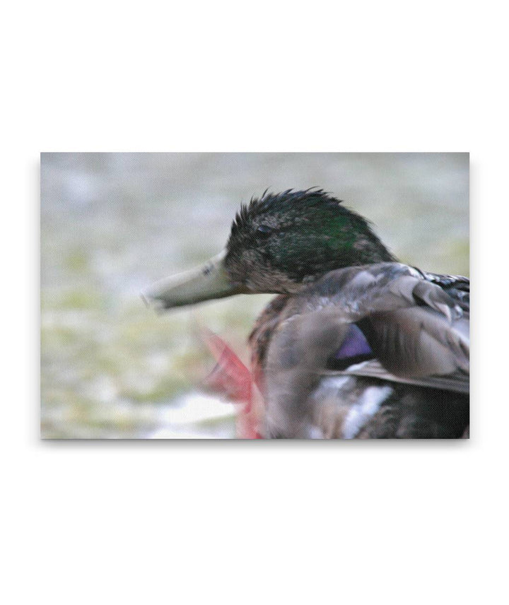 Mallard, Tule Lake National Wildlife Refuge, California