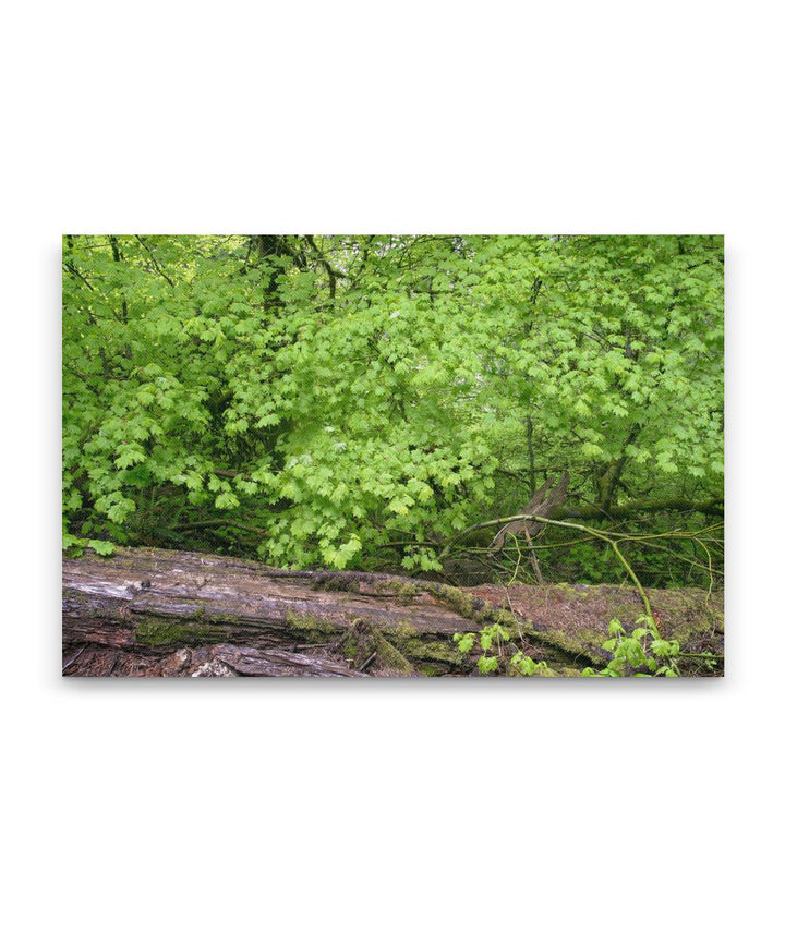 Vine maple, Spencer Butte Park, Eugene, Oregon, USA