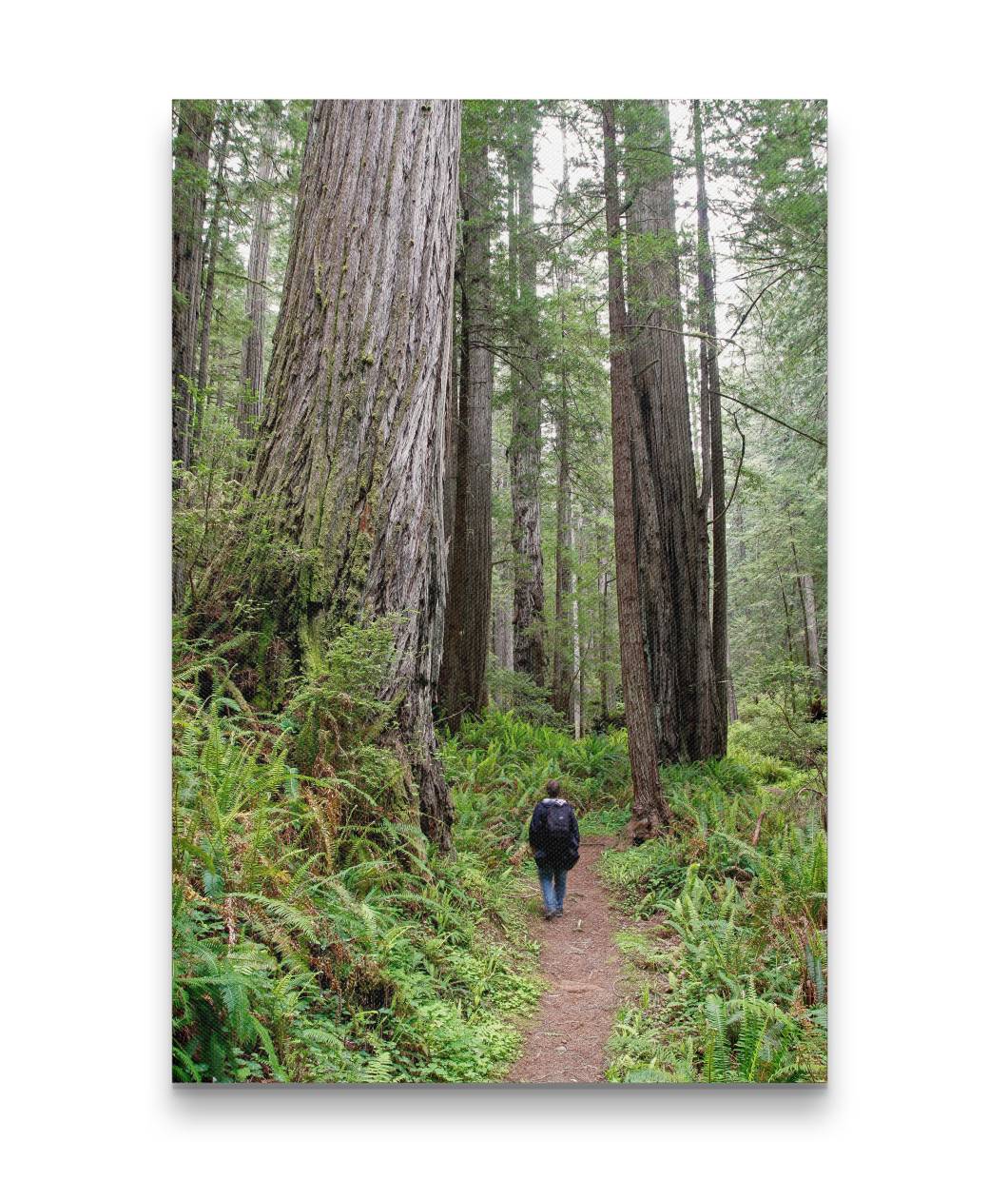 Hiker on Trail, Prairie Creek Redwoods State Park, California