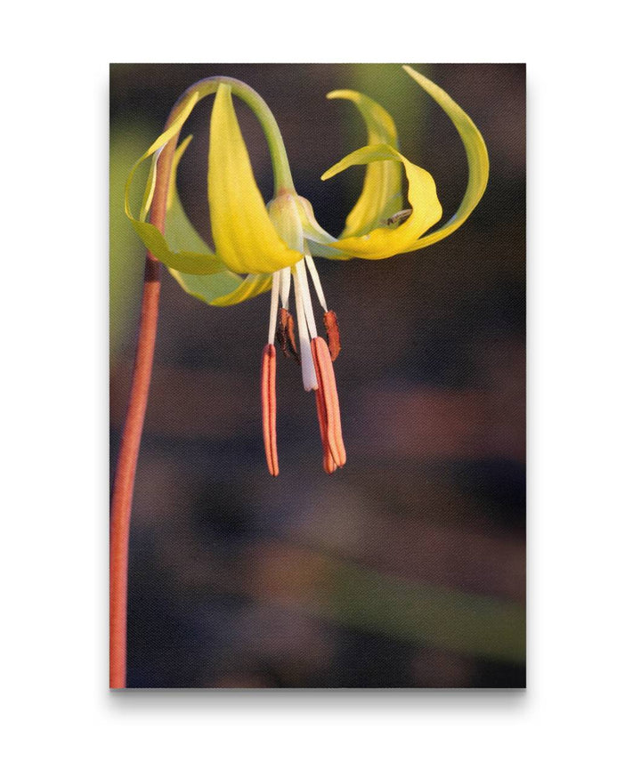 Yellow fawn lily, Lake Roosevelt NRA, Washington