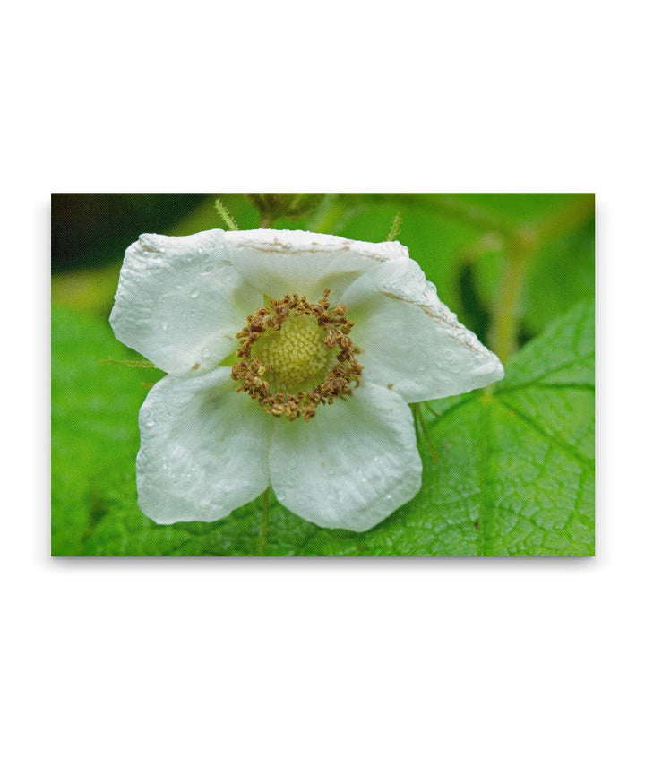 Thimbleberry, Prairie Creek Redwoods State Park, California, USA