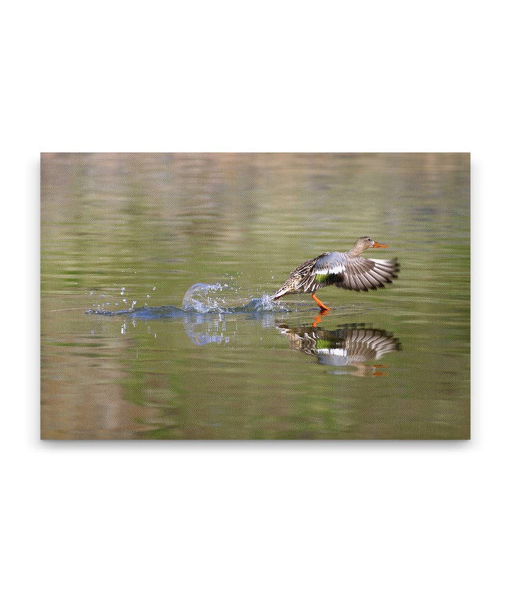 Northern Shoveler Duck Takes Off, Tule Lake National Wildlife Refuge, California