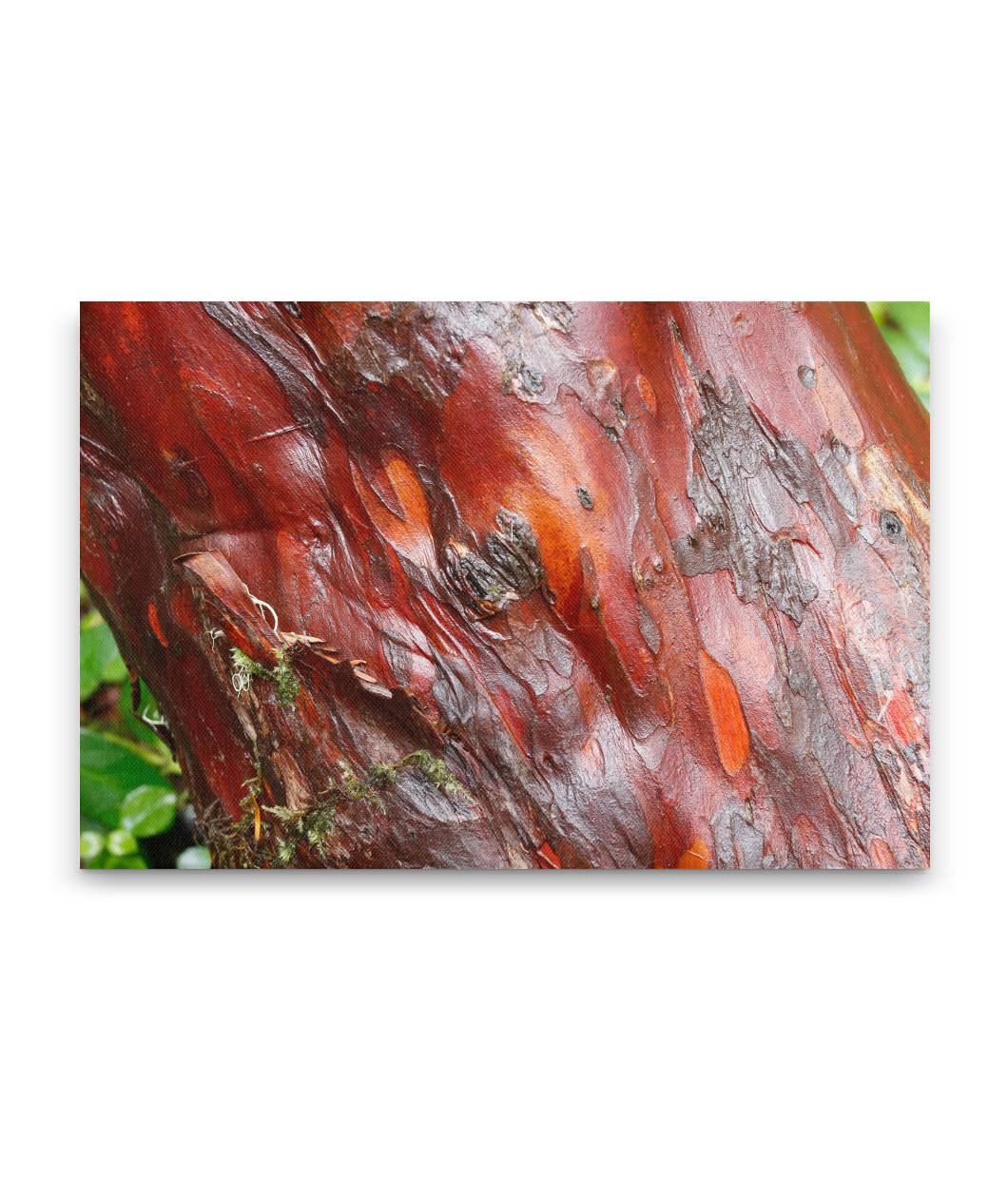 Pacific yew bark closeup, H.J. Andrews Forest, Oregon