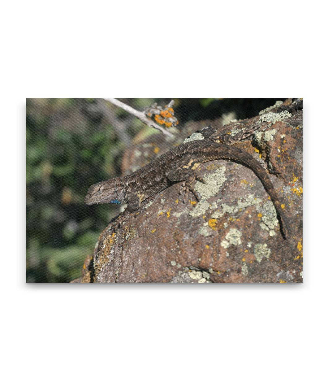 Western Fence Lizard, Hogback Mountain, Klamath Falls, Oregon, USA