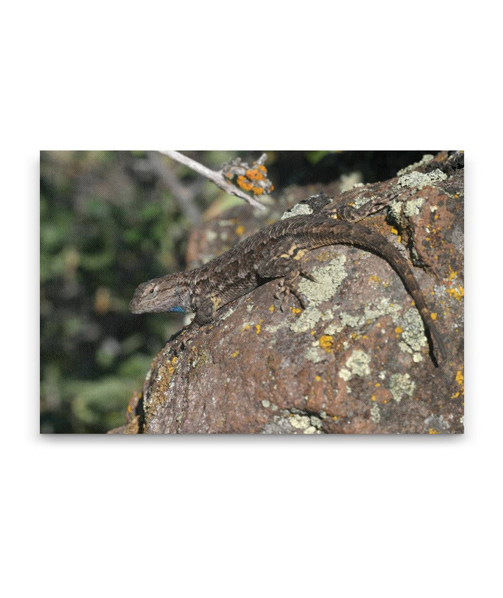 Western Fence Lizard, Hogback Mountain, Klamath Falls, Oregon, USA