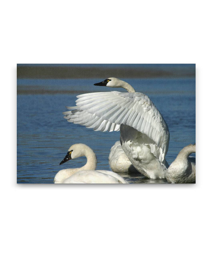 Tundra Swans, Tule Lake National Wildlife Refuge, California