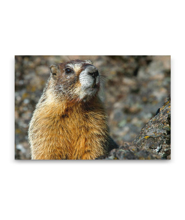 Yellow-bellied Marmot on Lichen-covered Rocks, Oregon