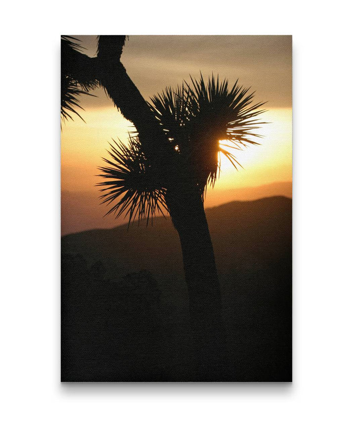 Joshua tree silhouetted at sunset, Joshua Tree National Park, California