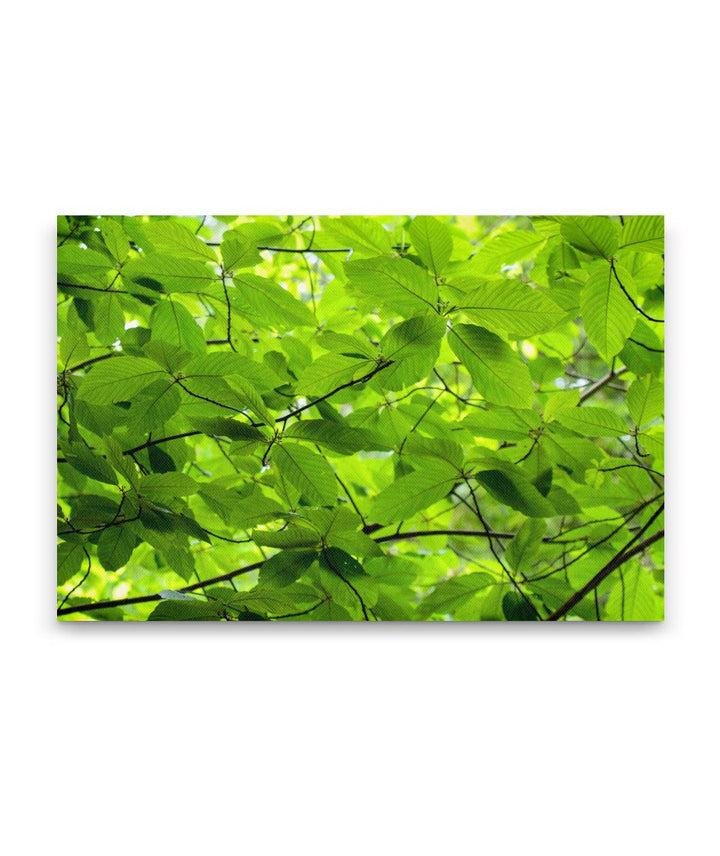 Cascara, Foothill Trail, Prairie Creek Redwoods State Park, California, USA