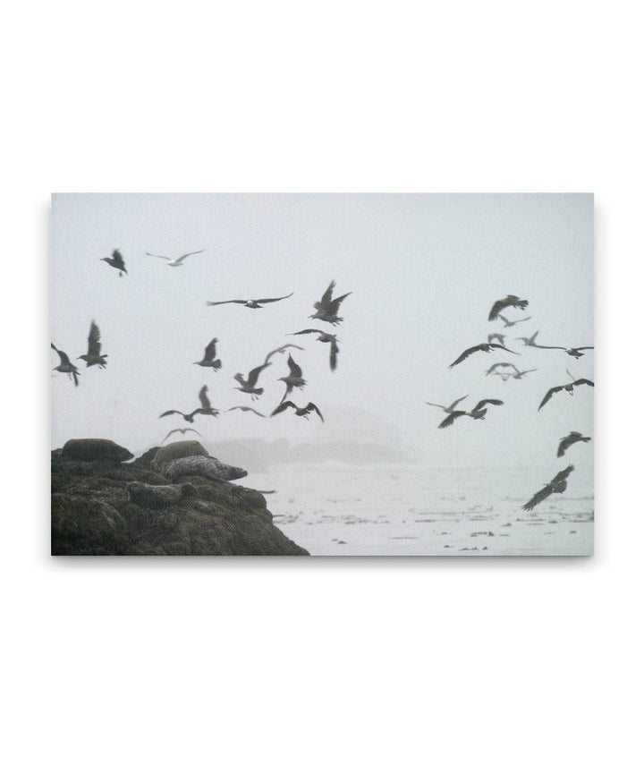 Gulls in Flight, Trinidad Bay, Trinidad, Northern California, USA