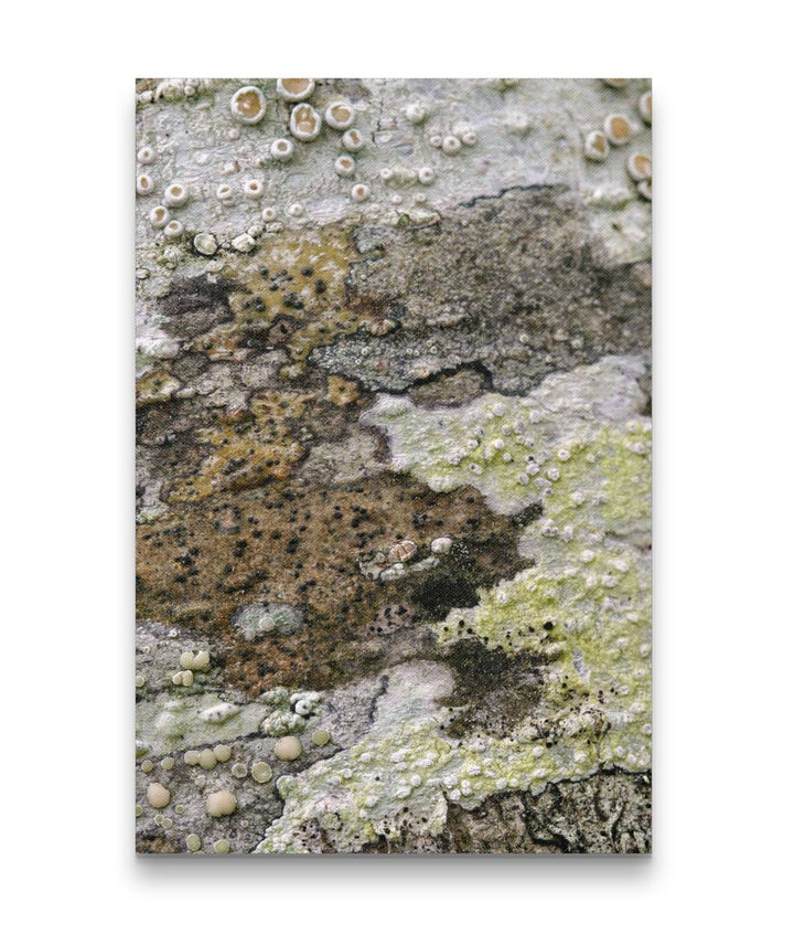 Red Alder and Bark Lichens, Trinidad State Beach, California