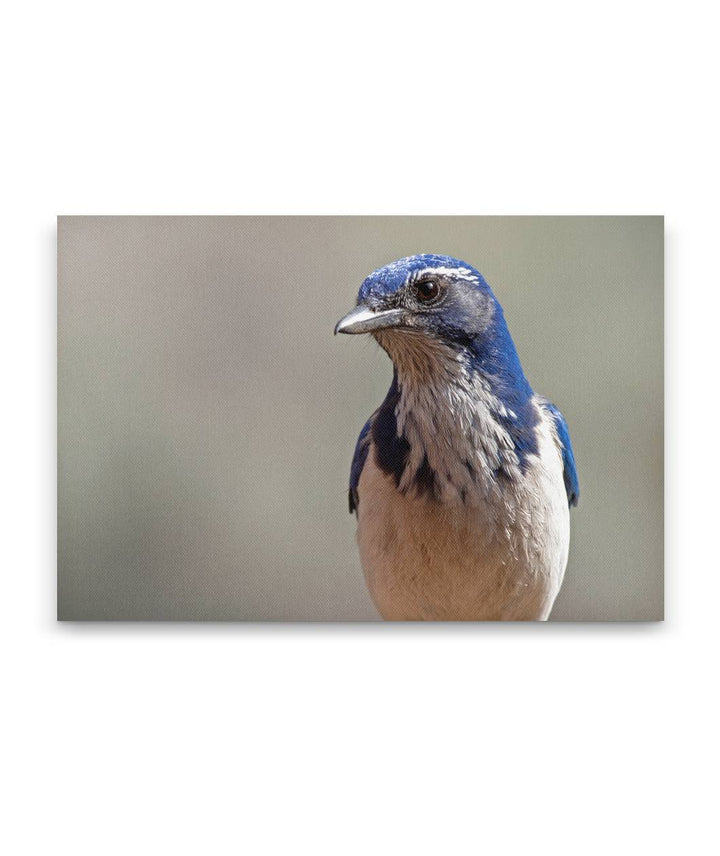 Western scrub jay, Agency Lake, Oregon