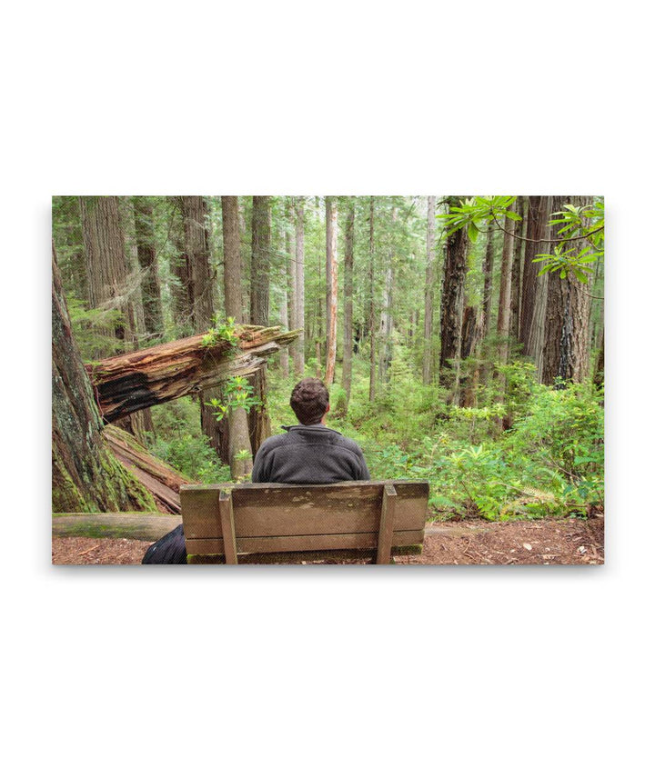 Ah-Pah Interpretive Trail, Prairie Creek Redwoods State Park, California