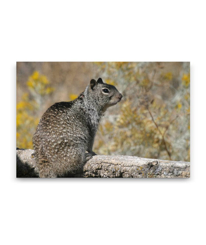 California ground squirrel, Tule Lake National Wildlife Refuge, California