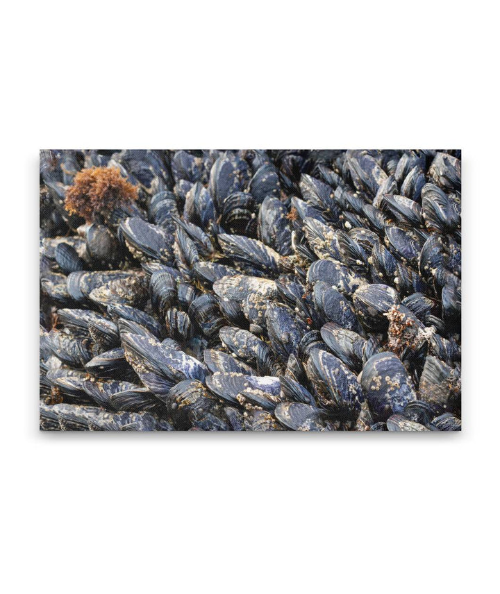 California Mussels, Martin Creek Beach, Trinidad, California, USA