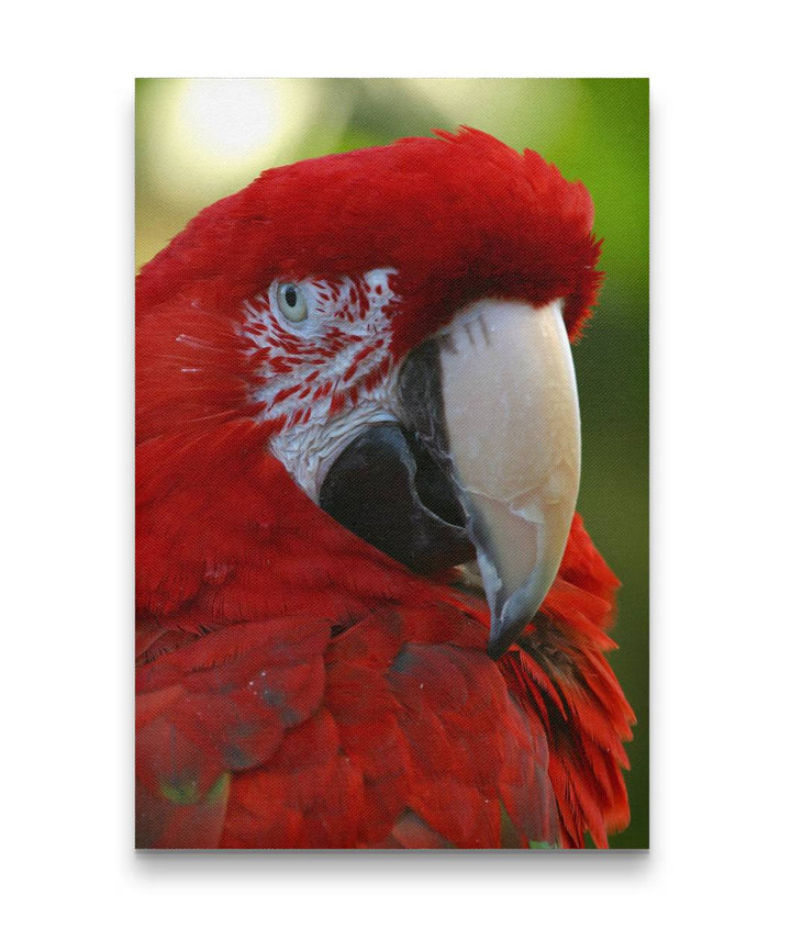 Green-winged Macaw Closeup, National Aviary, Pennsylvania