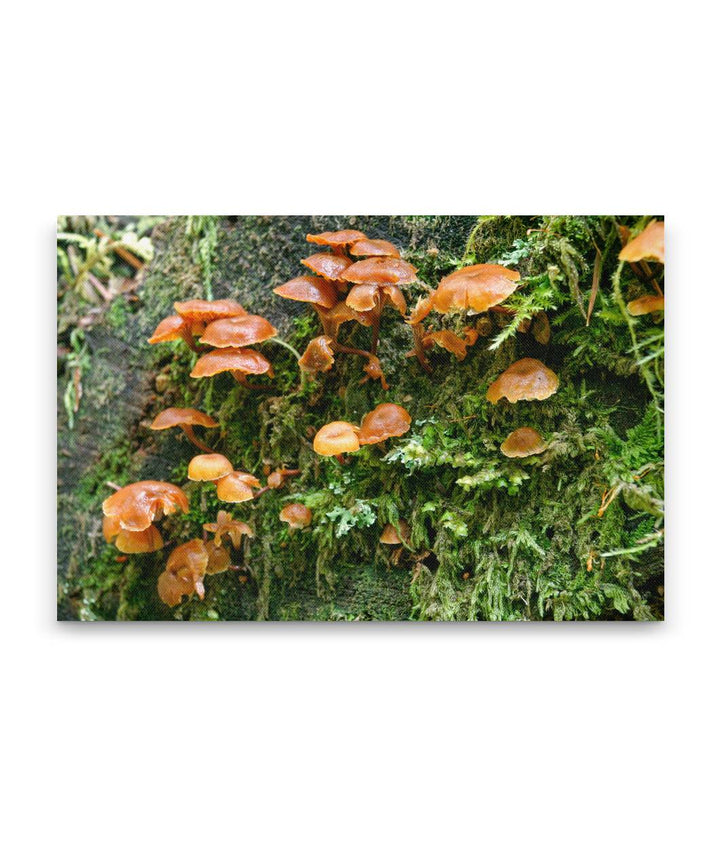 Mushroom And Moss, Lookout Creek Old-growth trail, H.J. Andrews Forest, Oregon