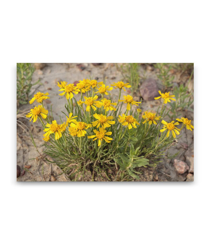 Pinque Rubberweed, American Prairie Reserve, Montana, USA