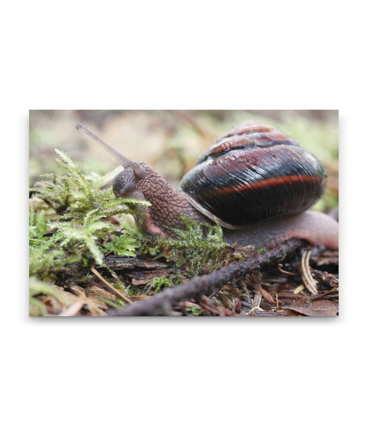 Pacific sideband snail, William Finley National Wildlife Refuge, Oregon