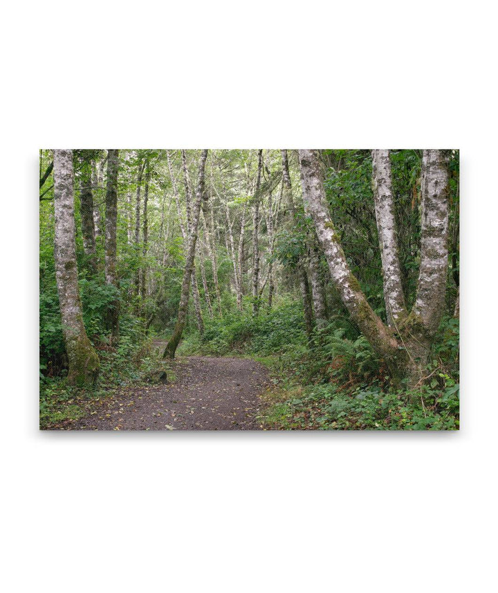 Trinidad State Beach, Mill Creek Trail, California, USA