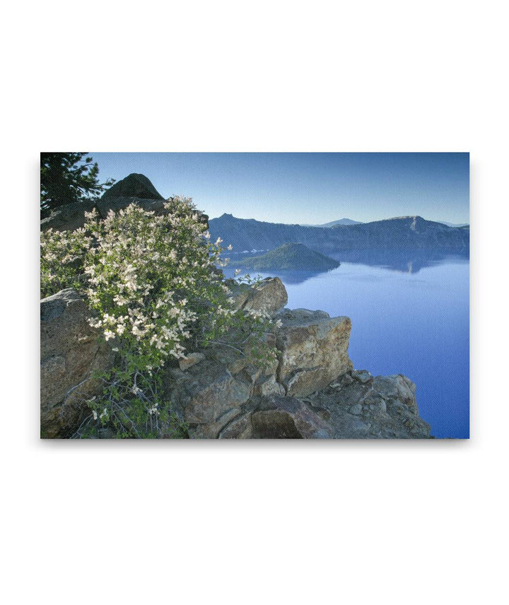 Rockspirea, Garfield Ridge Trail, Crater Lake National Park, Oregon, USA