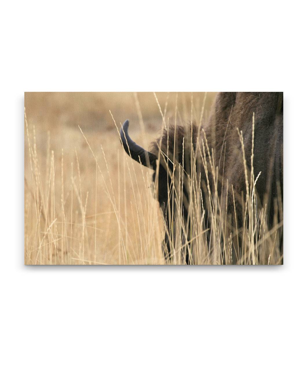 American bison in tall grass, National Bison Range, Montana