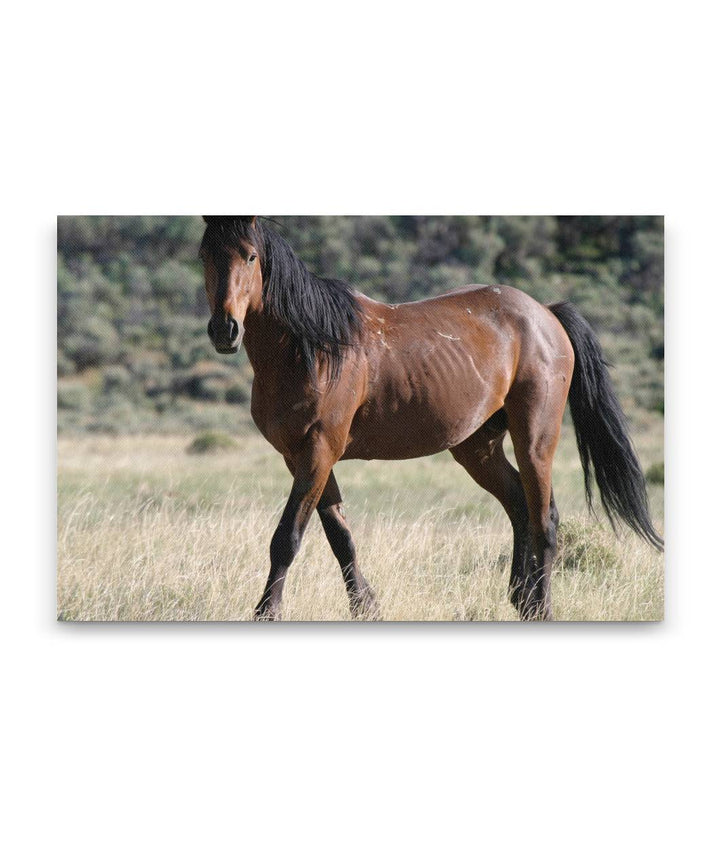 Wild Horse, Pilot Butte Wild Horse Scenic Tour, Wyoming