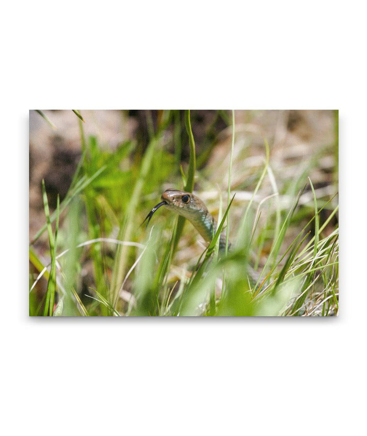 Garter Snake in Grass, Eastern Oregon, USA