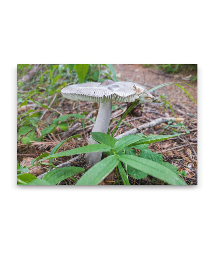 Mushroom Along Trail, Carpenter Mountain, HJ Andrews Forest, Oregon