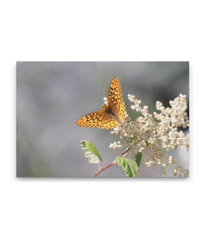 Hydaspe fritillary butterfly and Oceanspray, Carpenter Mountain, Oregon