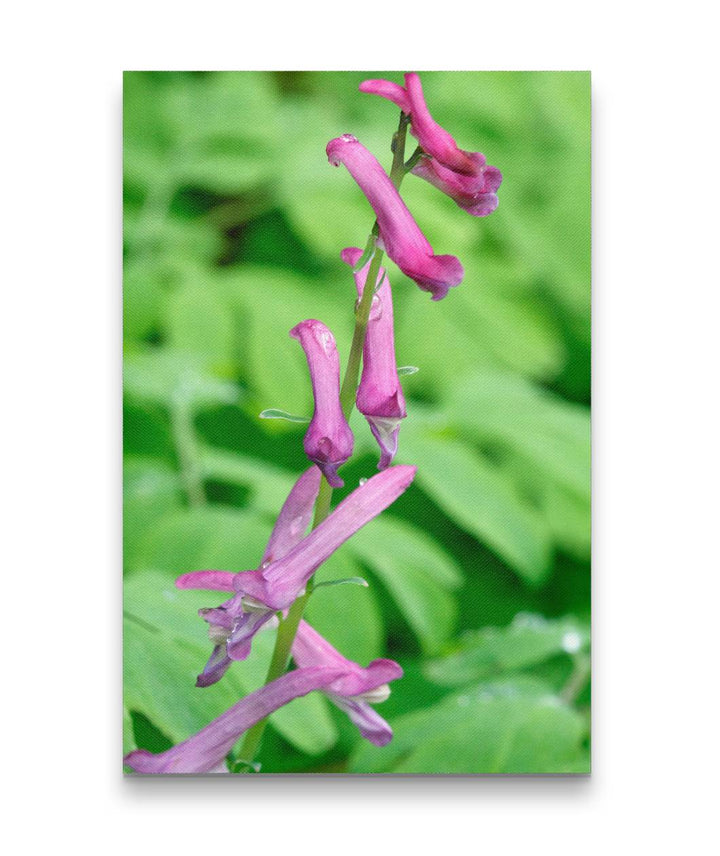 Scouler's Corydalis, Cape Perpetua, Coastal Oregon, USA