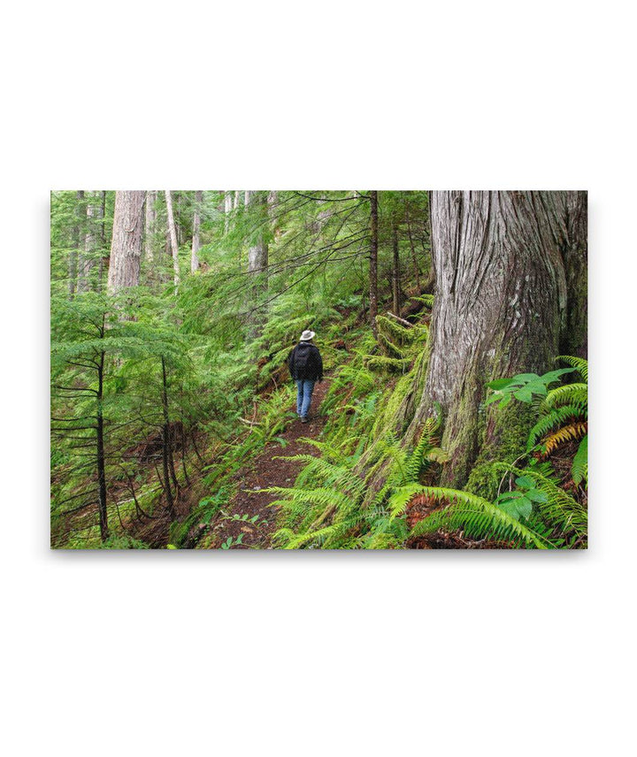 Lookout Creek Old-growth trail, H.J. Andrews Forest, Oregon