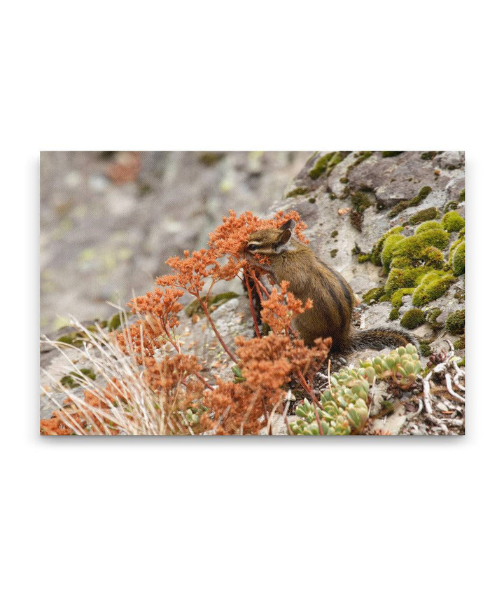 Townsend's Chipmunk, Carpenter Mountain, HJ Andrews Forest, Oregon, USA