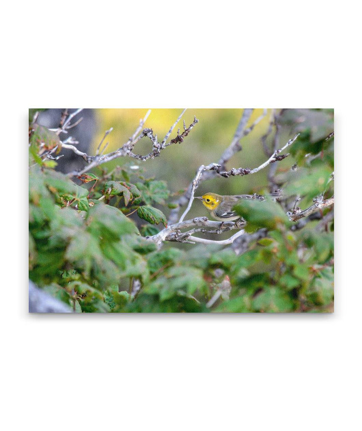 Hermit Warbler and Vine Maple, Carpenter Mountain, HJ Andrews Forest, Oregon, USA