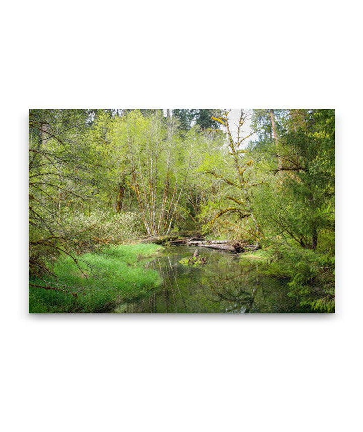 Delta Creek, Delta Creek Old-Growth Nature Trail, Willamette National Forest, Oregon, USA