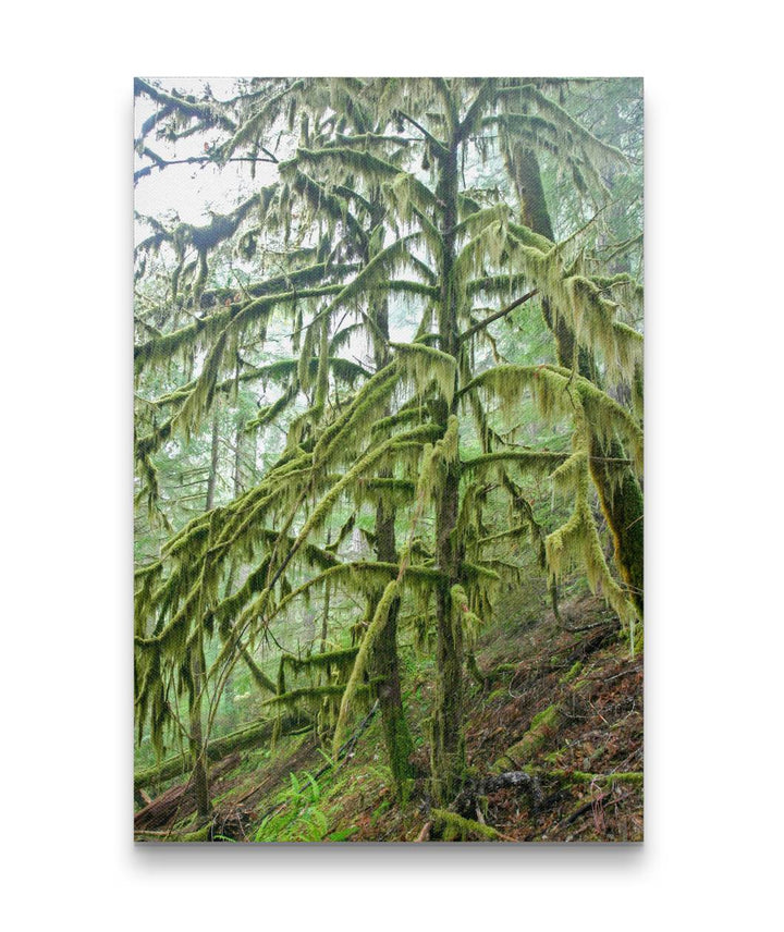 Lichen and Moss-Covered Pacific Yew, Lookout Creek Old-Growth Trail, Oregon