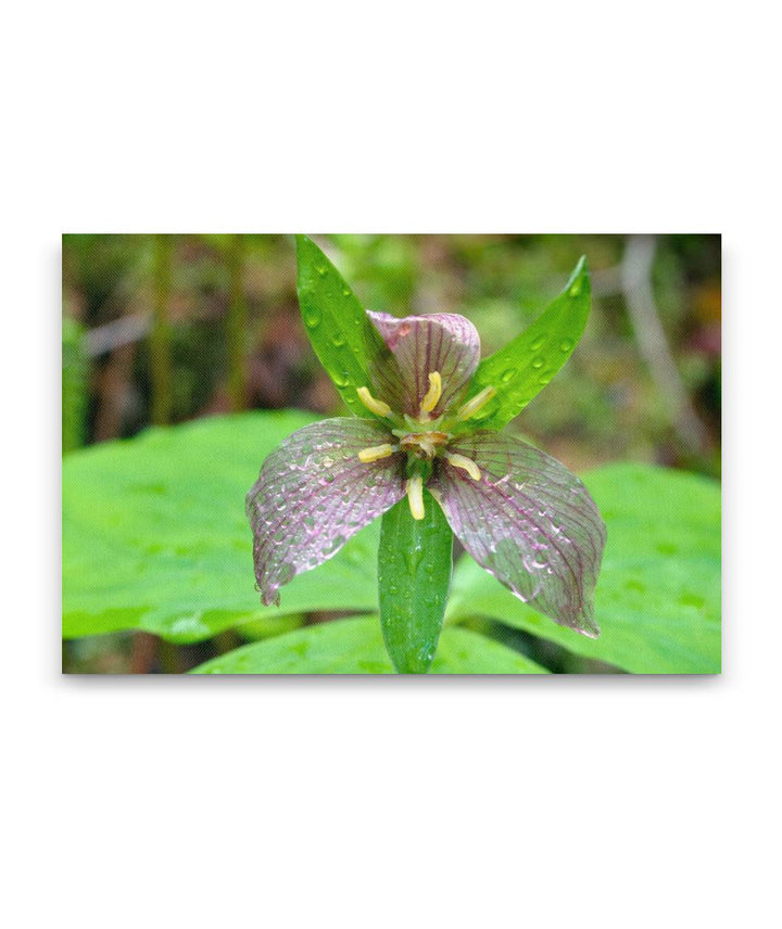 Trillium, Lookout Creek Old-Growth Trail, HJ Andrews Forest, Oregon, USA