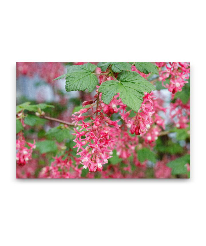 Red-Flowering Currant, Eugene, Oregon, USA