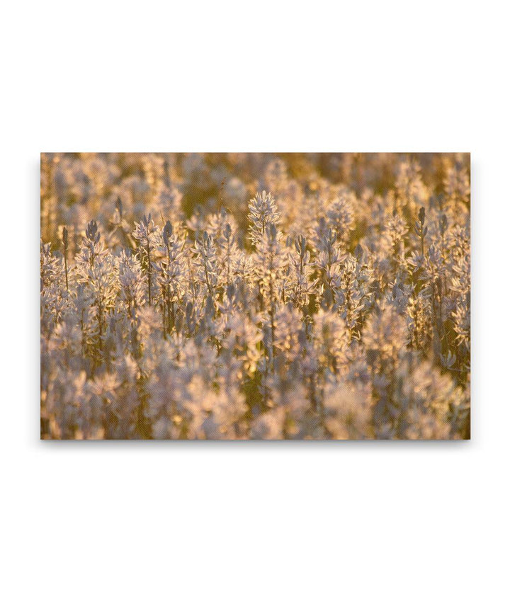 Field of Camas at Sunset, Weippe, Idaho