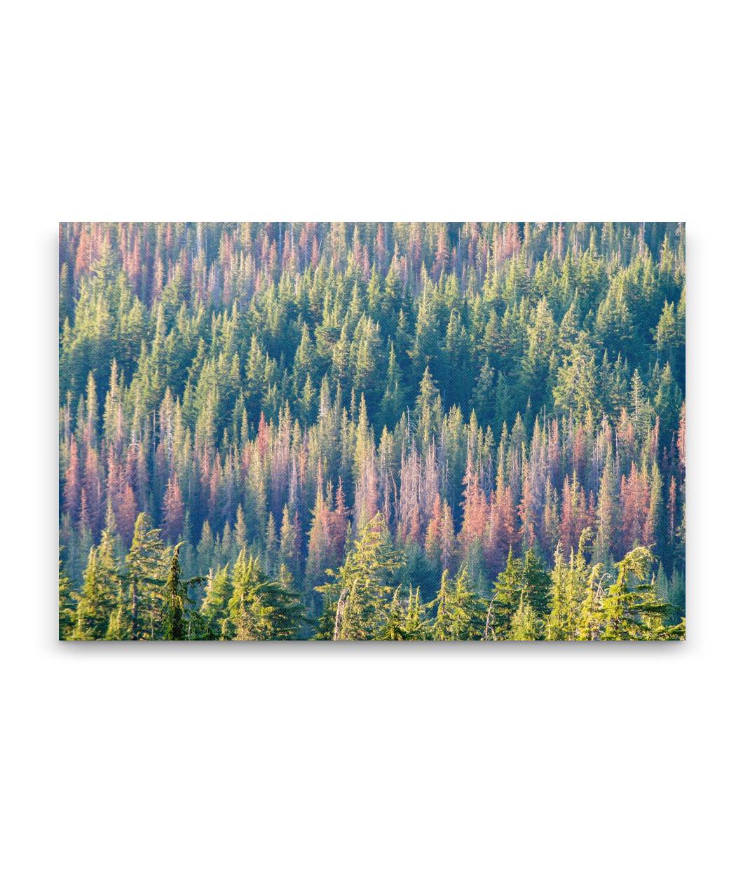Trees Killed by Bark Beetles, Crater Lake National Park, Oregon, USA