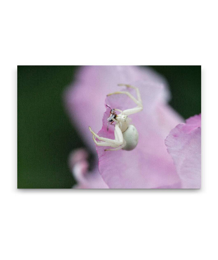 Flower Crab Spider and Prey on Pacific Rhododendron Flower, Myrtle Creek Trail, California, USA