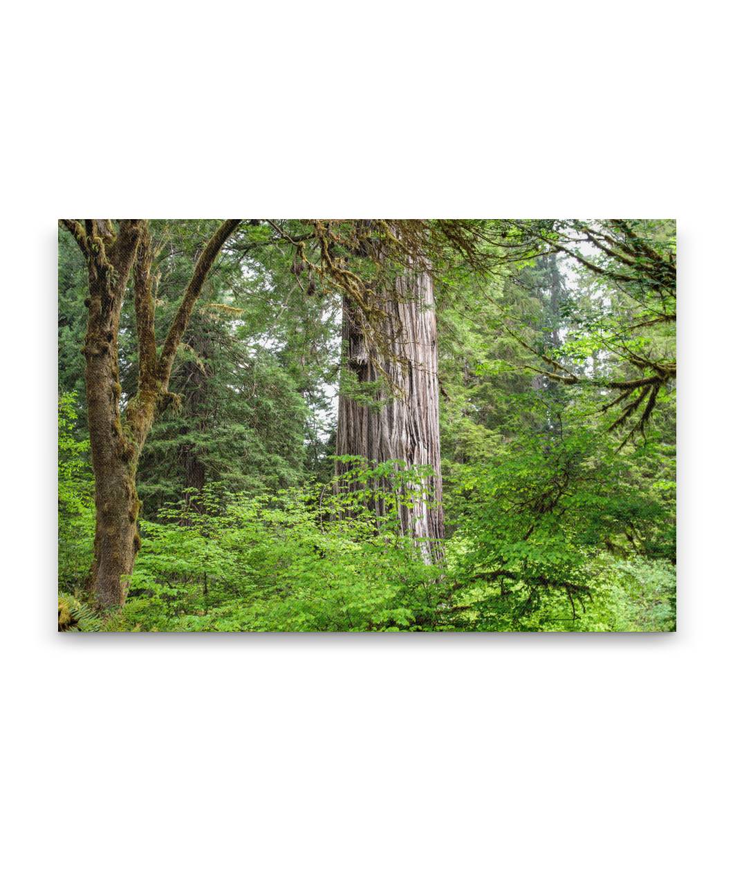 Coastal redwood, Prairie Creek Redwoods State Park, California, USA