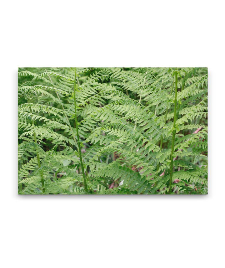 Lady Fern, William L. FInley National Wildlife Refuge, Oregon