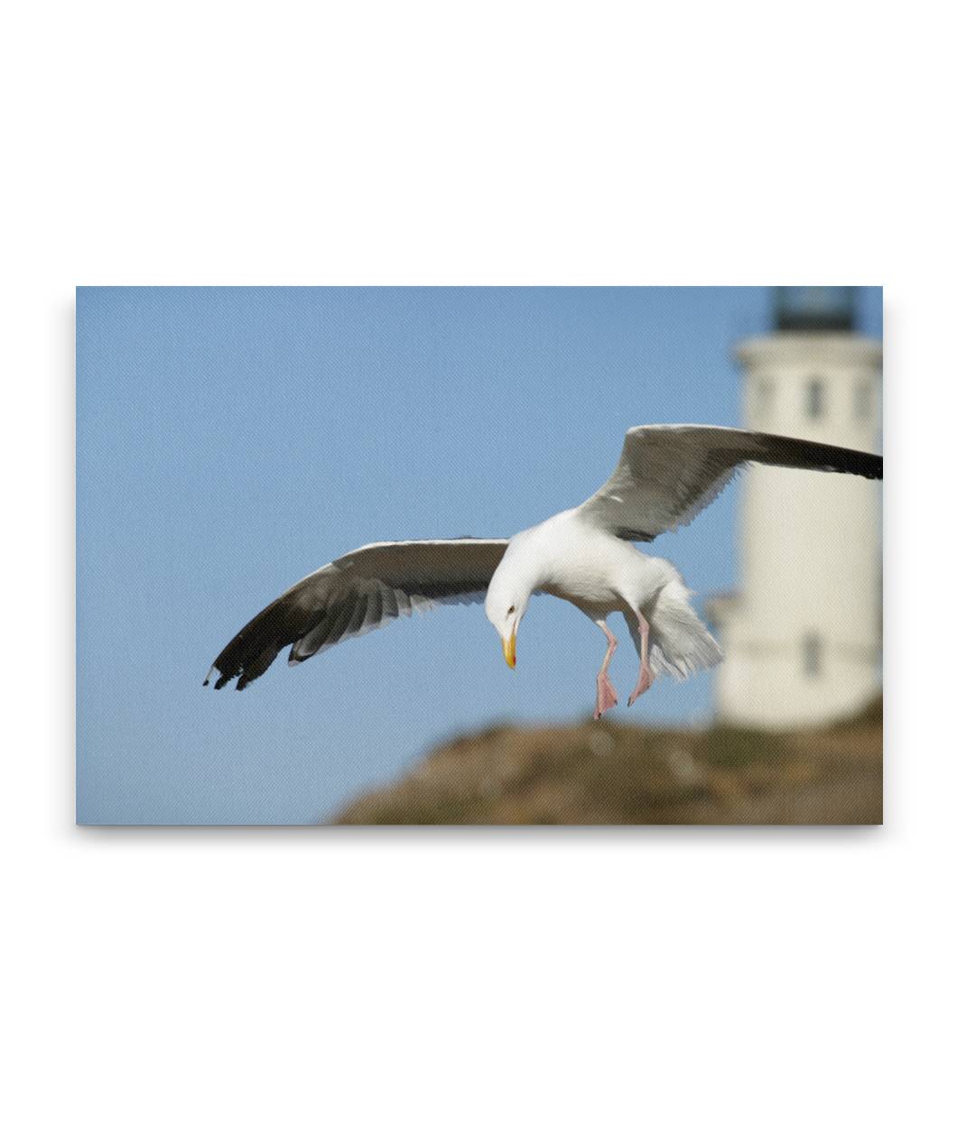 Western Gull and Lighthouse, East Anacapa Island, Channel Islands National Park, California, USA