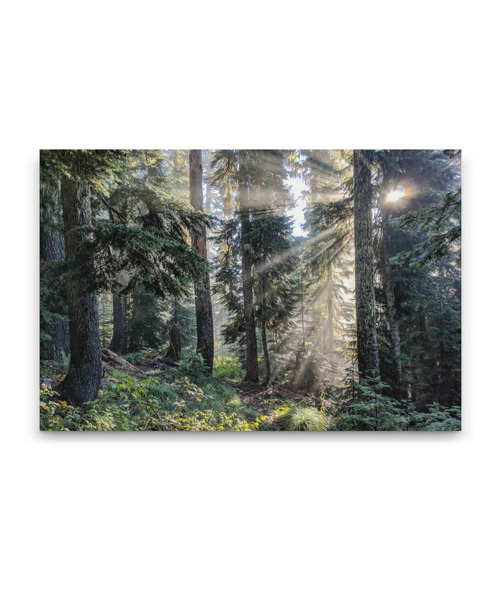 Sun Rays Through Forest, Carpenter Mountain Trail, HJ Andrews Forest, Oregon, USA